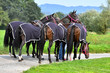 Group of polo horses waiting for the game. Horizontal, back view.