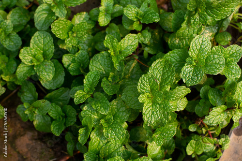 Fresh Mints Leaves Or Peppermints Kitchen Mint Marsh Mint Mentha X Villosa Huds Stock Photo Adobe Stock