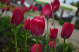 Fototapeta Tulipany - red tulips in garden
