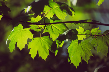 Maple leaves background