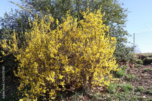 Genets En Fleurs Jaunes Arbuste Au Printemps Buy This