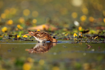 Wall Mural - The common snipe (Gallinago gallinago) walking blossom lagoon. Water bird in the shallow pond.