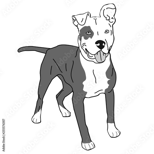 Free Free Staffordshire Bull Terrier Svg SVG PNG EPS DXF File