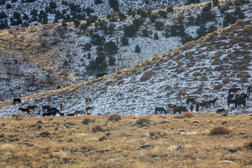 Sticker - Herd of Wild Horses in Utah in Winter