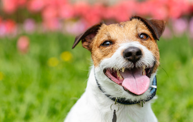 Portrait of kind smiling dog against colorful spring background