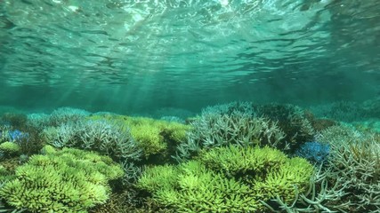 Wall Mural - Rays of sunlight shining from above, penetrating deep clear blue water, causing a beautiful water curtain to reflect light