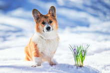 Beautiful Portrait Of A Cute Red Corgi Puppy Standing In White Snow Next To Blooming Lilac Crocuses In A Spring Park