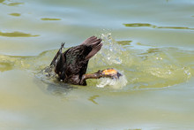 Duck Using Webbed Feet To Dive Below The Water Surface