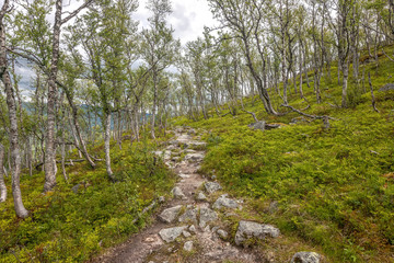 Wall Mural - Path through mountain birches