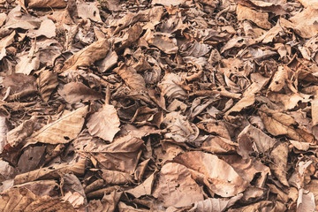 Dry autumn leaves in the forest, Dried leaves stacked on the ground.