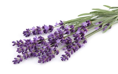 Fotomurales - Bouquet of lavender.