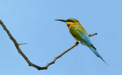 Wall Mural - Blue-tailed bee-eater or Merops philippinus, beautiful bird perching on branch with blue sky background, Thailand.