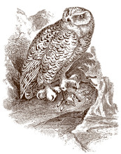 Snowy Owl (bubo Scandiacus) Sitting On A Rock And Holding A Captured Dead Rabbit Or Bunny In Its Claw. Illustration After A Historical Steel Engraving From The Early 19th Century