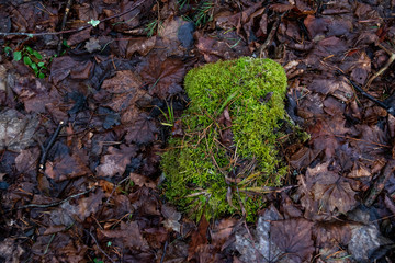 green moss on the ground