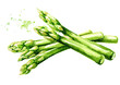 Fresh green asparagus, Watercolor hand drawn illustration,  isolated on white background