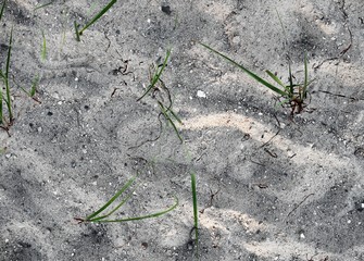 Close up of surface of sand at the baltic sea beach in high resolution