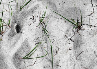 Close up of surface of sand at the baltic sea beach in high resolution