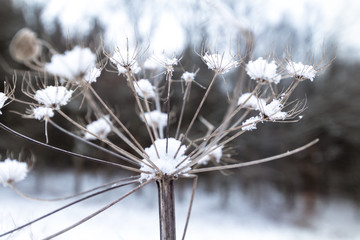  Dry plant of a dandelion covered in snow in a close up image located in a wintry landscape