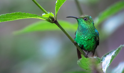 Poster - Coppery-headed emerald (Elvira cupreiceps), adult male, perched on a branch in Monteverde National Park, Costa Rica.