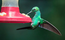 Green-crowned Brilliant (Heliodoxa Jacula), Adult Male, At A Feeder In Monteverde National Park, Costa Rica.