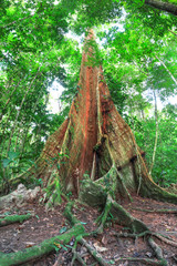 Canvas Print - A tree with enormous buttress roots emerges from the forest floor on the Osa Peninsula, Costa Rica.