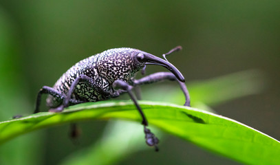 Canvas Print - Weevil on a leaf near Puerto Viejo de Sarapiqui, Costa Rica.