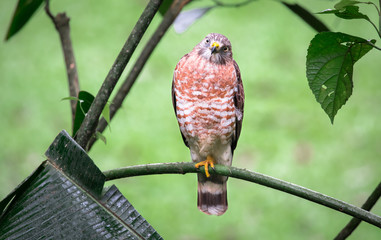 Wall Mural - Broad-winged hawk (Buteo platypterus) near Puerto Viejo de Sarapiqui, Costa Rica.