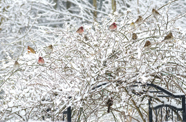 Songbirds cover a snowy rose bush in winter.