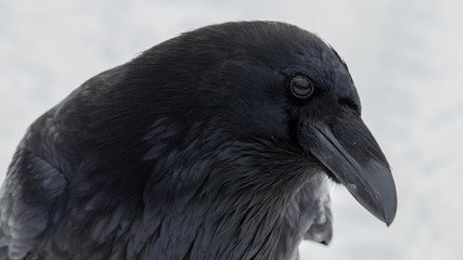 Wall Mural - raven