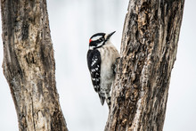 A Downy Woodpecker Perches On A  Tree Limb.