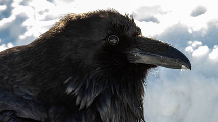Wall Mural - raven
