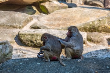 Two monkeys, one caring for the second. Red ass.