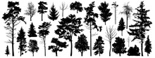 Tree Silhouette Vector. Isolated Forest Trees On White Background