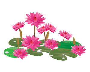 Wall Mural - pink lotus vector design