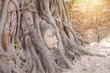 Buddha head in tree roots at Wat Mahathat  Ayuthaya