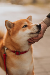 Wall Mural - beautiful purebred dog of the Siba Inu pet by a owner