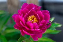 Dark Pink Peony Flower Growing In The Garden, Horizontal, Closeup