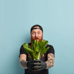 Wall Mural - Idoor shot of surprised red haired man holds bok choy in both hands, shocked with low price, has healty nutrition. Green salad in chefs hands. Professional cook wears rubber gloves, makes salad