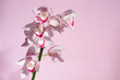 beautiful tropical pink orchid on a light  background, blank