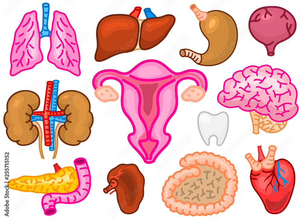 Cute organs. Happy human, Set of smiling characters. Vector pins ...