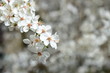 Weiße Kirschblüte