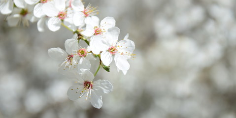 Zierkirschenblüte - Banner mit unscharfen Hintergrund