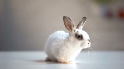 Lovely little rabbit sitting at veterinarian clinic, waiting for examination