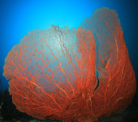 Sticker - Coral reef and fish in Thailand 