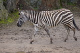 Fototapeta Sawanna - zebra walking in the sand with a fence in the background