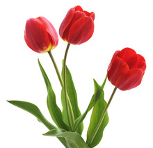 Three Red Tulips.