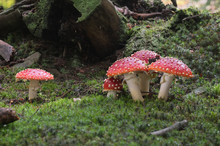 Group Of Red And White Poisonous Mushroom Amanita Muscaria In The Moss Spruce Forest. Commonly Known As The Fly Agaric Or Fly Amanita. Natural Environment.