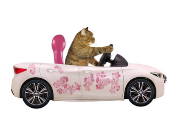 The cat drives a car painted with beautiful pink flowers. White background. Isolated.