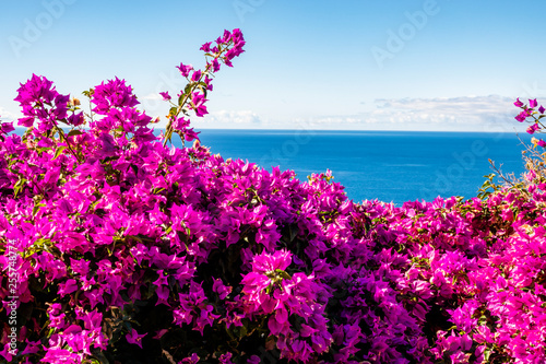 Fotografía purple Bougainvillea and ocean