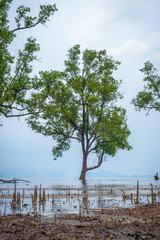 Sticker - Tree growing from the water